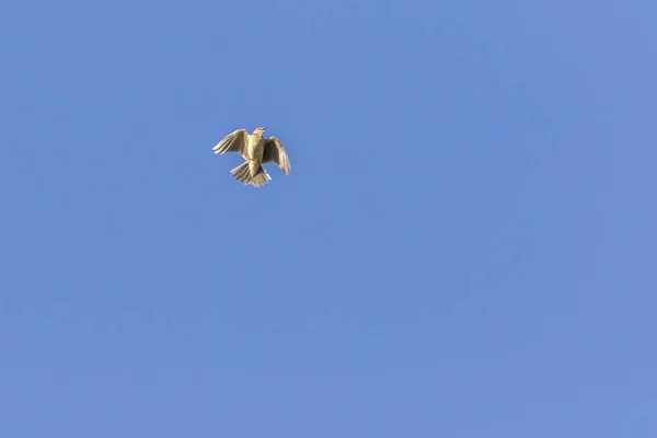 Tek Bir Uçuşta Bir Tarla Kuşu — Stok fotoğraf