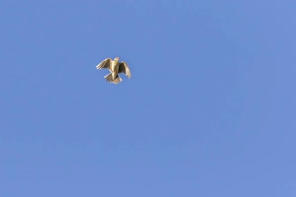 Una Alondra Solo Vuelo — Foto de Stock