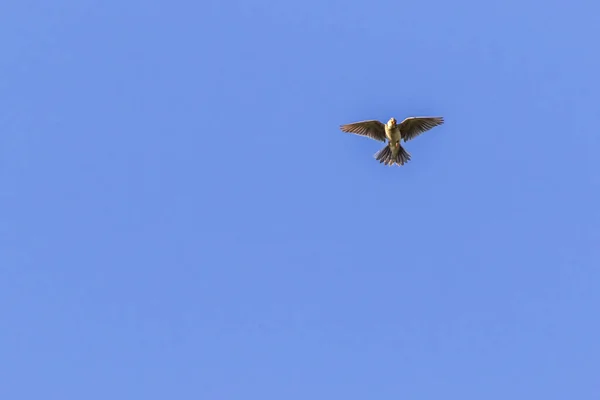 Egy Feldlerche Singflug Ban — Stock Fotó