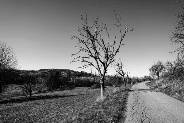 Пейзаж Голым Деревом Дорожкой Барреновом Ландшафте — стоковое фото