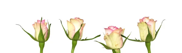 Quattro Teneri Rose Teneri Stile Vintage Sfondo Bianco — Foto Stock