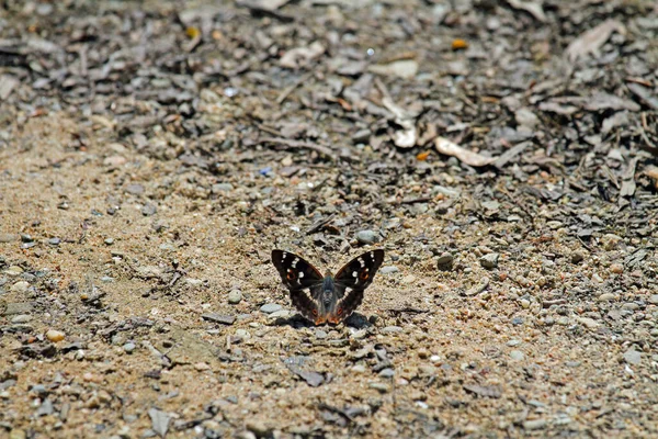 Zblízka Exotického Motýla Koncept Divokosti — Stock fotografie
