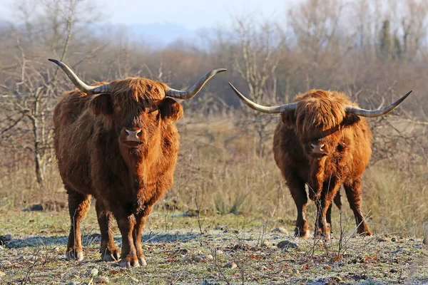 Dois Bovinos Scottish Highland Uma Manhã Fria Inverno — Fotografia de Stock