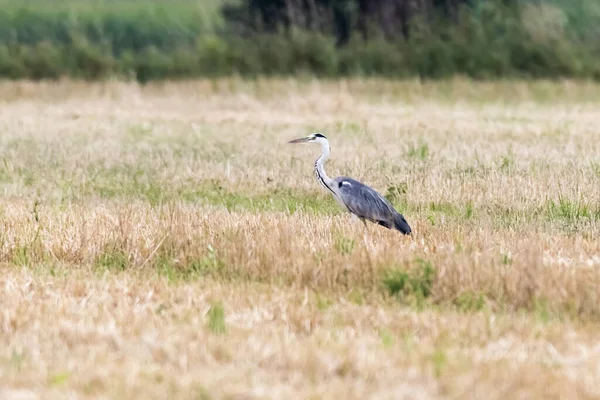 Héron Gris Sur Champ Chaume — Photo