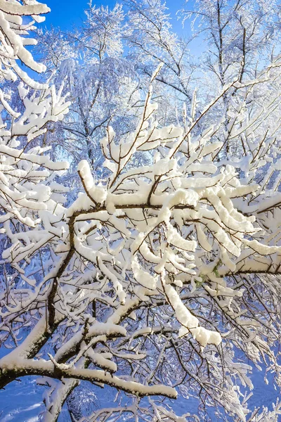 Ветки Зимний Сезон Свежим Снегом Против Голубого Неба — стоковое фото