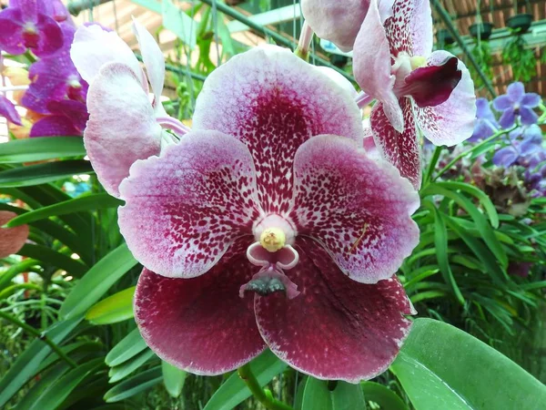 Orchidee Bloemblaadjes Falaenopsis — Stockfoto