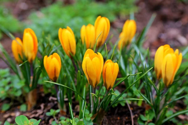 Krokusblüten Blütenblätter Frühlingsblumen — Stockfoto