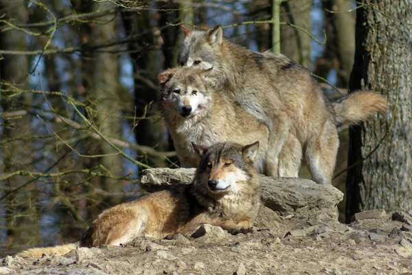 Detailní Záběr Zvířat Zoologické Zahradě — Stock fotografie