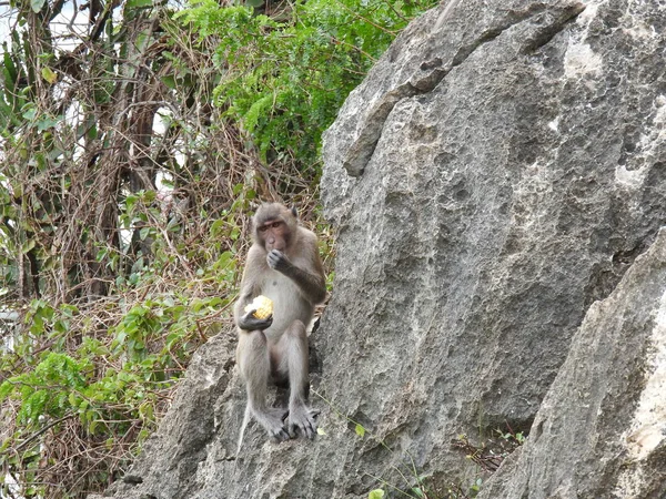 Kompleks Kuil Affenberg Hua Hin — Stok Foto