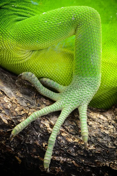 Close Iguana — Stock Photo, Image