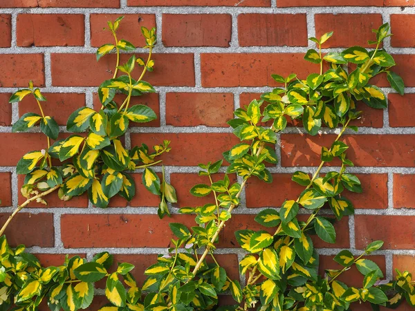 Planta Verde Uma Parede Casa — Fotografia de Stock