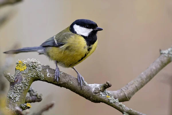 Malerische Ansicht Der Schönen Meise Vogel — Stockfoto