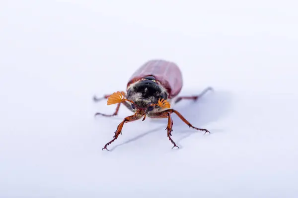 Fechar Marrom Enorme Cockchafer — Fotografia de Stock