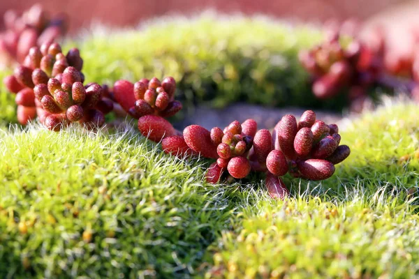 Mart Yosun Pedleri Arasında Fettan Sedum — Stok fotoğraf