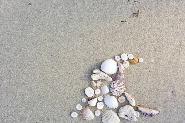 Wellen Aus Muscheln Einem Schönen Strand Thailand Koh Samui — Stockfoto