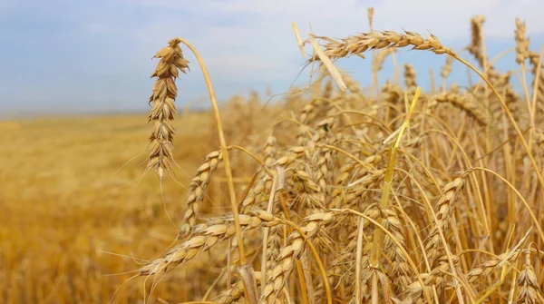 Pšeničné Pole Venkově Farmářské Rostliny Poli — Stock fotografie