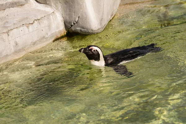 南アフリカのボルダーズビーチにペンギンのコロニー — ストック写真