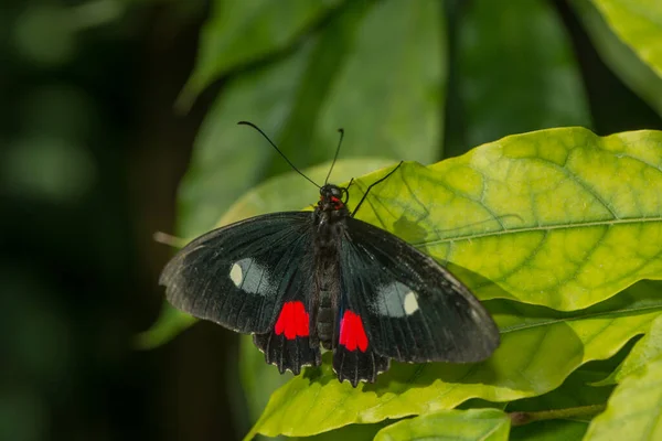 Nahaufnahme Exotischer Schmetterlinge Wildniskonzept — Stockfoto