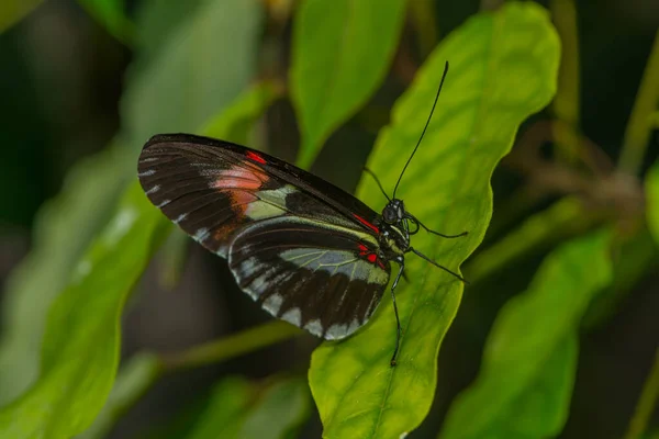 Close Της Εξωτικής Πεταλούδας Άγρια Έννοια — Φωτογραφία Αρχείου
