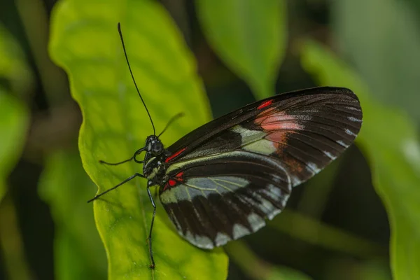 Primer Plano Mariposa Exótica Concepto Salvajismo —  Fotos de Stock
