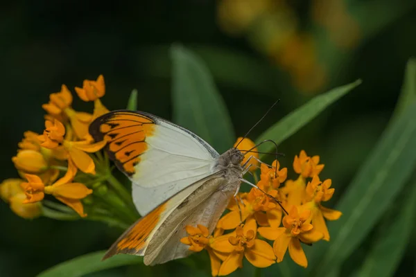 Ein Großer Orangefarbener Schmetterling Schmetterlingshaus — Stockfoto