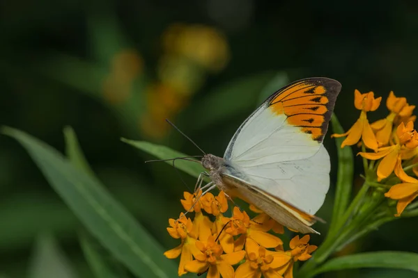 Ein Großer Orangefarbener Schmetterling Schmetterlingshaus — Stockfoto