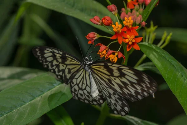 Ninfa Árbol Blanco Chupa Néctar Una Flor — Foto de Stock