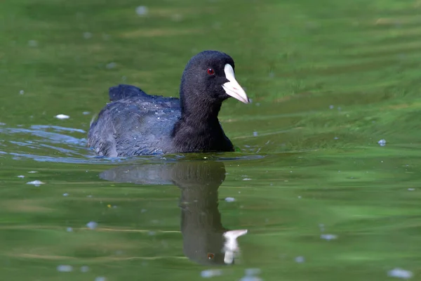Плаваючий Птах Концепція Дикої Природи — стокове фото