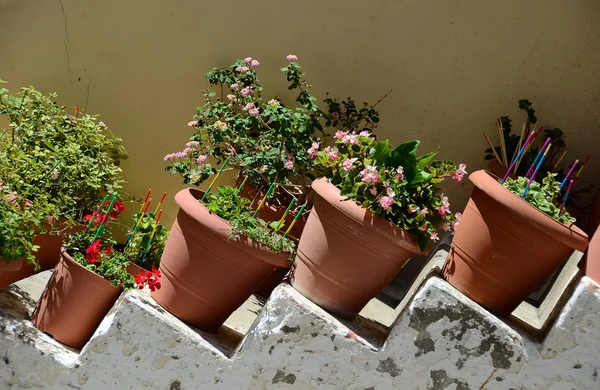 Fleurs Colorées Poussant Extérieur — Photo