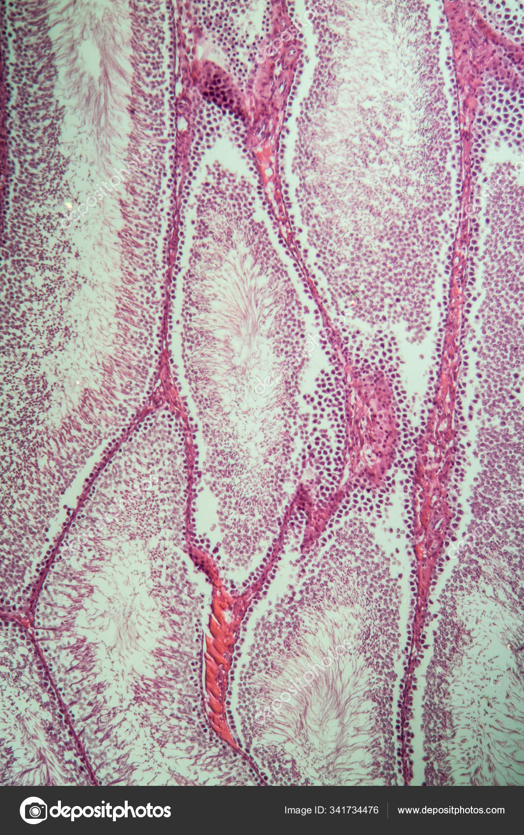 Testicles Rat Microscope Stock Photo by ©PantherMediaSeller 341734476