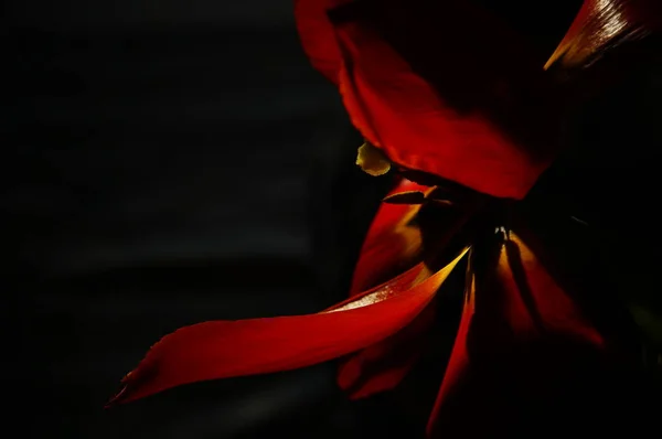 Blick Auf Schöne Frühlingsblumen — Stockfoto