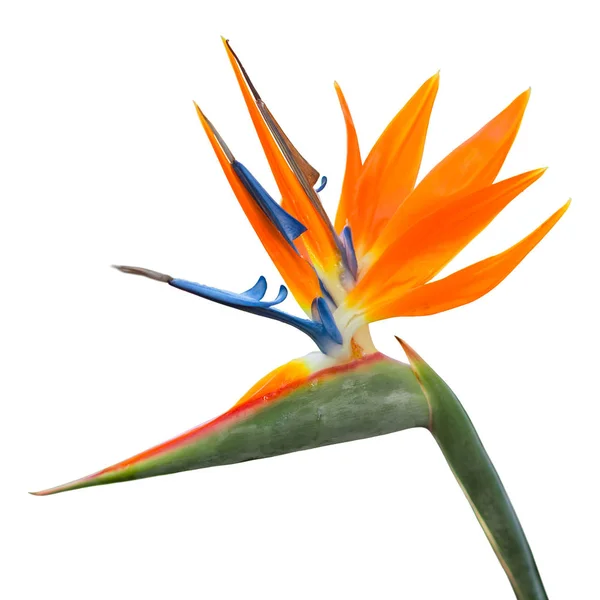 Exotische Tropische Bloem Van Strelitzia Reginae Paradijsvogel Geïsoleerd Wit — Stockfoto