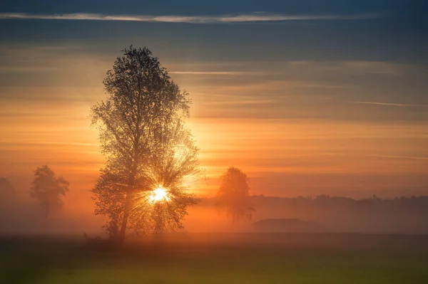The first rays of the sun breaks through the branches of a tree at sunrise. Misty view at summer morning landscape in rural terrain.