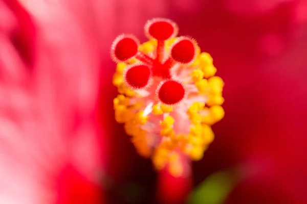 Fundo Floral Borrado Com Flor Vermelha Hibiskus Macro Foto Stock — Fotografia de Stock