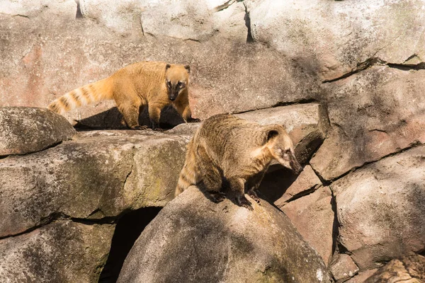 Primer Plano Los Animales Zoológico — Foto de Stock