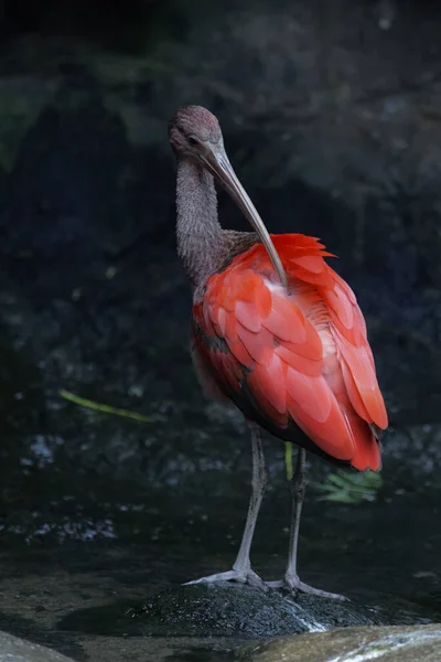 big red ibis brushing its plumage on a stone