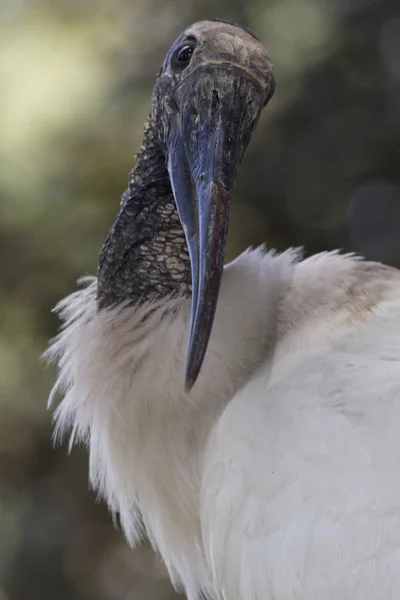 Amerikansk Skogsstork Tittar Dig — Stockfoto