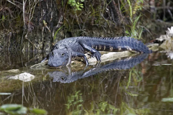 Alligatore Giace Tronco Nel Bacino Umido — Foto Stock