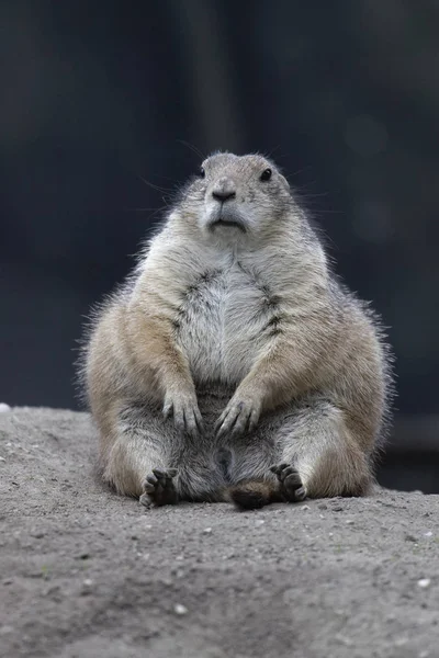 Çayır Köpeği Vahşi Yaşam Cynomy Cinsi Hamster — Stok fotoğraf