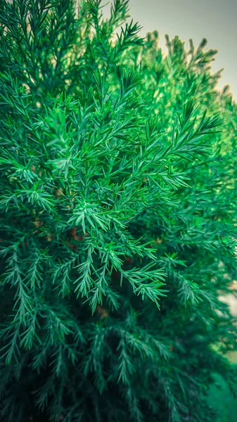 Dwarf Pine Trees Dwarf 소나무 — 스톡 사진