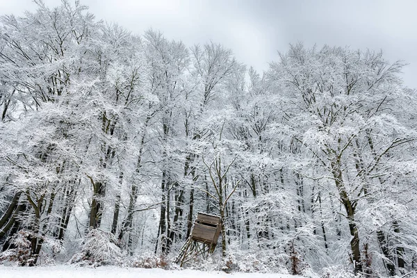 雪地的森林景观 冬季树木丛生的森林 — 图库照片