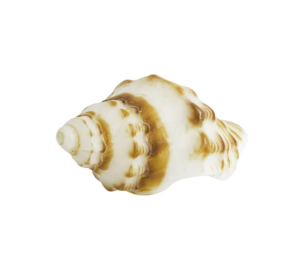 Conch Shell Geïsoleerd Witte Achtergrond Clipping Pad Opgenomen — Stockfoto