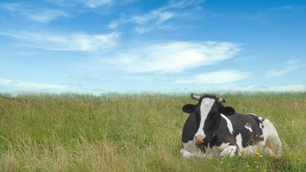 Black White Cow Grazing Meadow — Stock Photo, Image