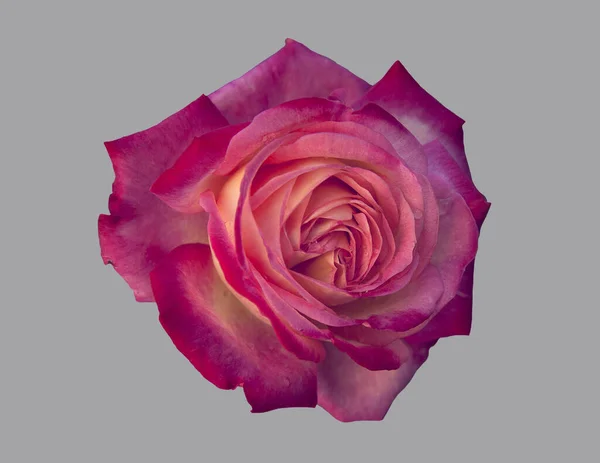 Rosa Fiore Sfondo Isolato — Foto Stock