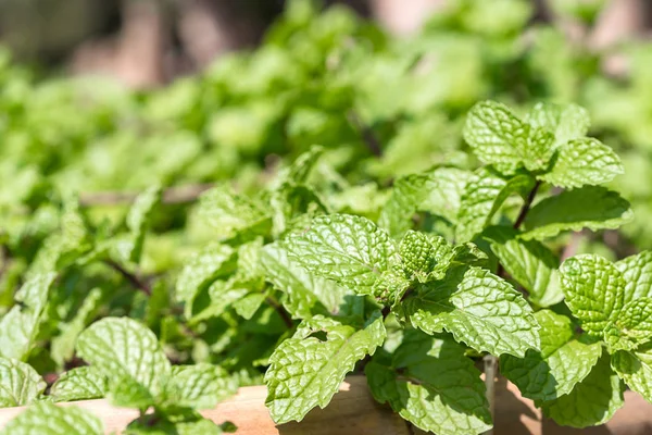 Fresh Peppermint Plant Grown Vegetable Garden Aromatic Leaves Plant Mint — Stock Photo, Image