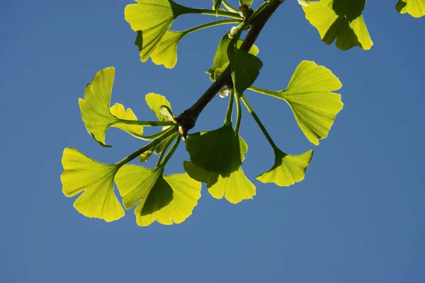 Leaves of the ginkgo tree in the sunlight