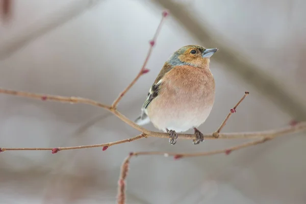 Fliegender Buchfink Winter — 图库照片