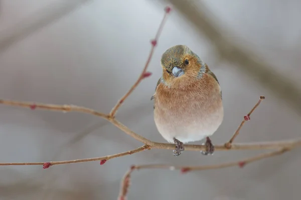 Fliegender Buchfink Winter — 스톡 사진