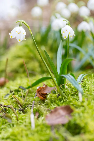 春の雪の結晶自然界の花 — ストック写真