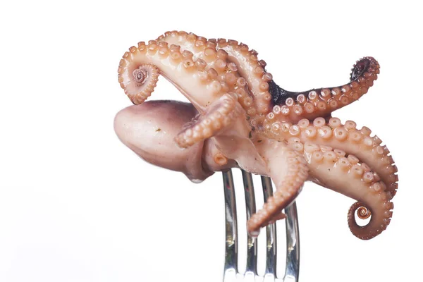 Squid Pada Fork Pada Latar Belakang Putih — Stok Foto